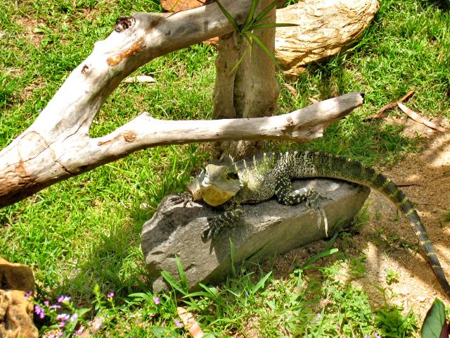 A 398 Rainforest Park a Kuranda.jpg